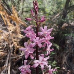 Dipodium roseum at Cotter River, ACT - 23 Dec 2015