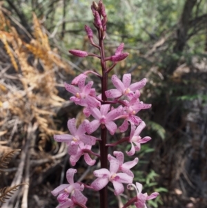 Dipodium roseum at Cotter River, ACT - 23 Dec 2015