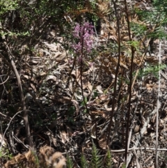 Dipodium roseum at Cotter River, ACT - 23 Dec 2015