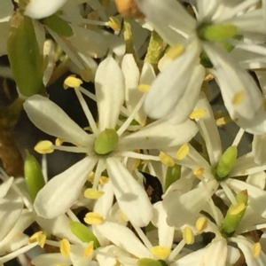 Bursaria spinosa at Googong, NSW - 25 Dec 2015