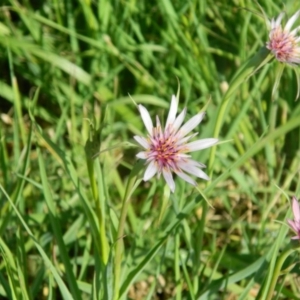 Tragopogon porrifolius subsp. porrifolius at Fyshwick, ACT - 24 Dec 2015 08:09 AM