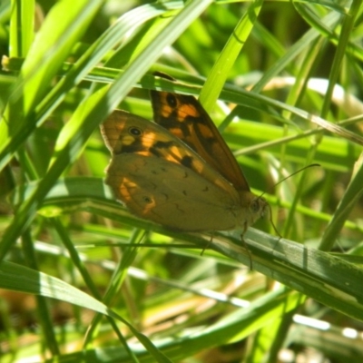 Heteronympha merope (Common Brown Butterfly) at Jerrabomberra Wetlands - 23 Dec 2015 by RyuCallaway
