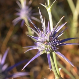 Eryngium ovinum at Hackett, ACT - 25 Dec 2015