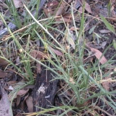 Eryngium ovinum at Hackett, ACT - 25 Dec 2015 12:00 AM