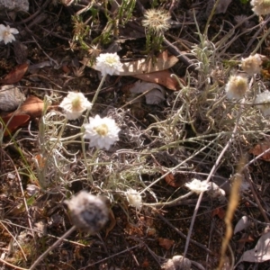 Leucochrysum albicans subsp. tricolor at Hackett, ACT - 25 Dec 2015 12:00 AM