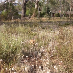 Leucochrysum albicans subsp. tricolor at Hackett, ACT - 25 Dec 2015