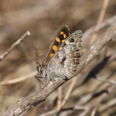 Geitoneura klugii (Marbled Xenica) at Majura, ACT - 22 Dec 2015 by SuziBond