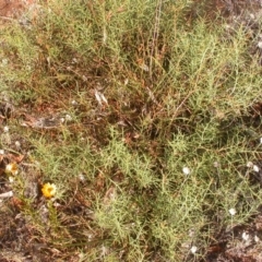 Daviesia genistifolia (Broom Bitter Pea) at Hackett, ACT - 24 Dec 2015 by waltraud