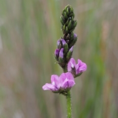 Cullen microcephalum (Dusky Scurf-pea) at Tennent, ACT - 21 Nov 2015 by KenT