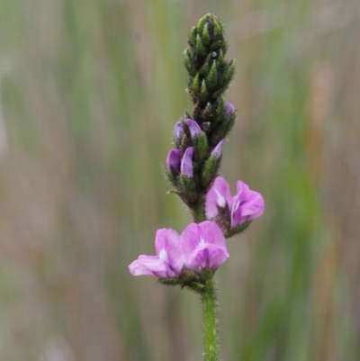 Cullen microcephalum (Dusky Scurf-pea) at Tennent, ACT - 21 Nov 2015 by KenT