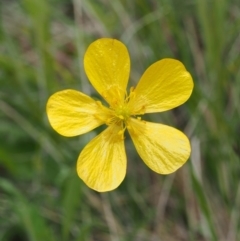 Ranunculus lappaceus (Australian Buttercup) at Tennent, ACT - 21 Nov 2015 by KenT