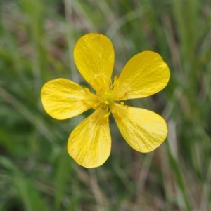 Ranunculus lappaceus at Tennent, ACT - 22 Nov 2015