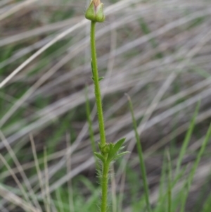 Ranunculus lappaceus at Tennent, ACT - 22 Nov 2015