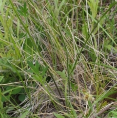 Ranunculus lappaceus at Tennent, ACT - 22 Nov 2015