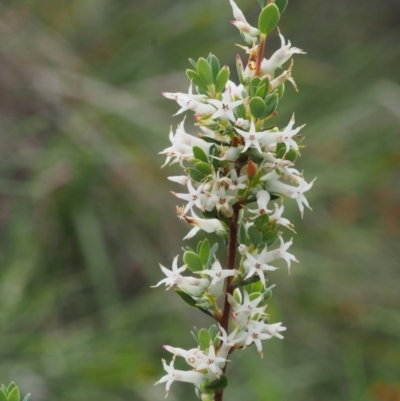 Brachyloma daphnoides (Daphne Heath) at Tennent, ACT - 21 Nov 2015 by KenT