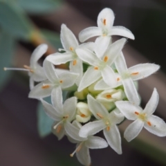 Pimelea linifolia subsp. caesia (Slender Rice Flower) at Tennent, ACT - 21 Nov 2015 by KenT