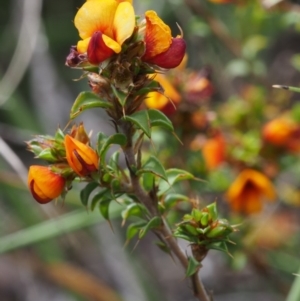 Pultenaea procumbens at Tennent, ACT - 22 Nov 2015