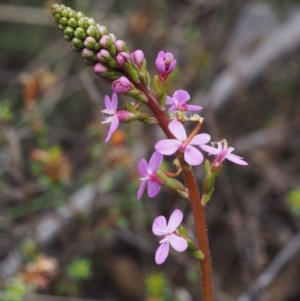 Stylidium armeria subsp. armeria at Tennent, ACT - 22 Nov 2015