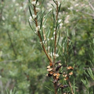 Hakea microcarpa at Tennent, ACT - 22 Nov 2015