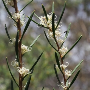 Hakea microcarpa at Tennent, ACT - 22 Nov 2015