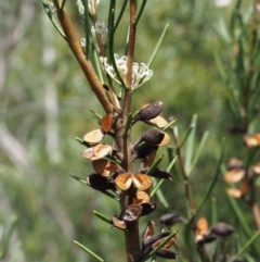 Hakea microcarpa at Tennent, ACT - 22 Nov 2015