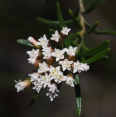 Ozothamnus thyrsoideus (Sticky Everlasting) at Tennent, ACT - 22 Nov 2015 by KenT