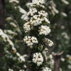 Ozothamnus thyrsoideus at Tennent, ACT - 22 Nov 2015