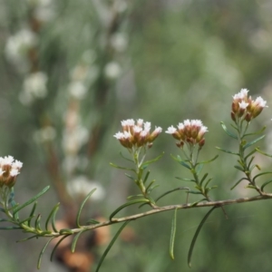 Ozothamnus thyrsoideus at Tennent, ACT - 22 Nov 2015