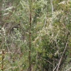 Ozothamnus thyrsoideus at Tennent, ACT - 22 Nov 2015