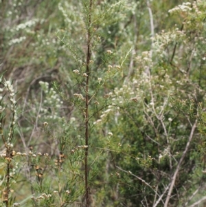 Ozothamnus thyrsoideus at Tennent, ACT - 22 Nov 2015