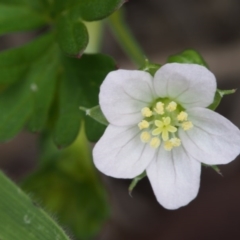 Geranium solanderi var. solanderi (Native Geranium) at Tennent, ACT - 22 Nov 2015 by KenT