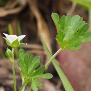 Geranium solanderi var. solanderi at Tennent, ACT - 22 Nov 2015