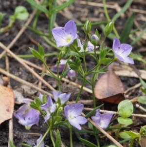 Veronica gracilis at Tennent, ACT - 22 Nov 2015