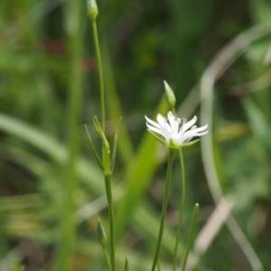 Stellaria angustifolia at Tennent, ACT - 22 Nov 2015 12:55 PM