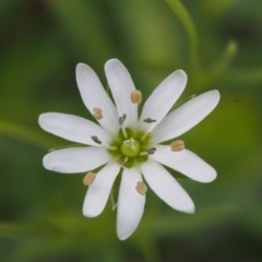 Stellaria angustifolia at Tennent, ACT - 22 Nov 2015