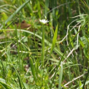 Stellaria angustifolia at Tennent, ACT - 22 Nov 2015 12:55 PM