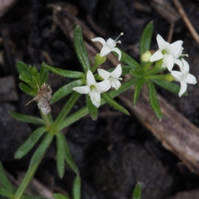 Asperula conferta (Common Woodruff) at Tennent, ACT - 22 Nov 2015 by KenT