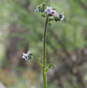 Cynoglossum australe at Tennent, ACT - 22 Nov 2015