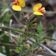 Bossiaea buxifolia (Matted Bossiaea) at Tennent, ACT - 22 Nov 2015 by KenT