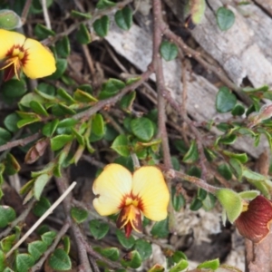 Bossiaea buxifolia at Tennent, ACT - 22 Nov 2015