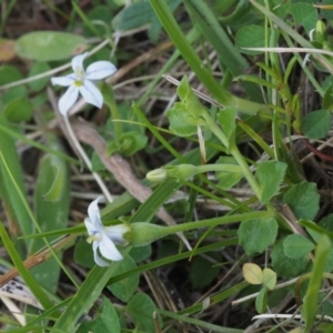 Lobelia pedunculata at Tennent, ACT - 22 Nov 2015