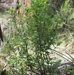 Coprosma hirtella at Tennent, ACT - 22 Nov 2015