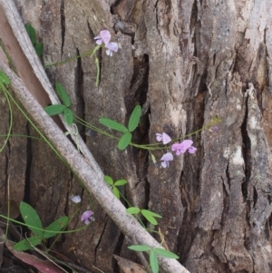 Glycine clandestina at Cotter River, ACT - 3 Dec 2015 08:54 AM