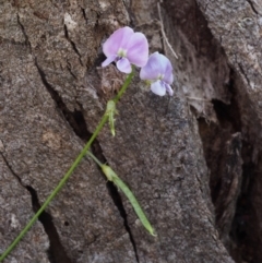 Glycine clandestina at Cotter River, ACT - 3 Dec 2015 08:54 AM