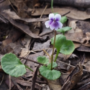 Viola hederacea at Cotter River, ACT - 3 Dec 2015 09:12 AM