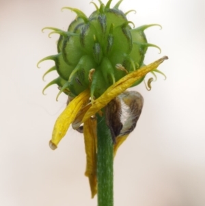 Ranunculus scapiger at Cotter River, ACT - 3 Dec 2015 10:03 AM