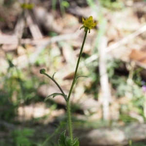 Ranunculus scapiger at Cotter River, ACT - 3 Dec 2015 10:03 AM