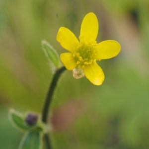 Ranunculus scapiger at Cotter River, ACT - 3 Dec 2015 10:03 AM