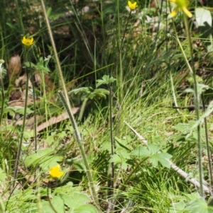 Ranunculus scapiger at Cotter River, ACT - 3 Dec 2015 10:03 AM