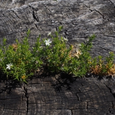 Stellaria pungens (Prickly Starwort) at Bimberi Nature Reserve - 3 Dec 2015 by KenT